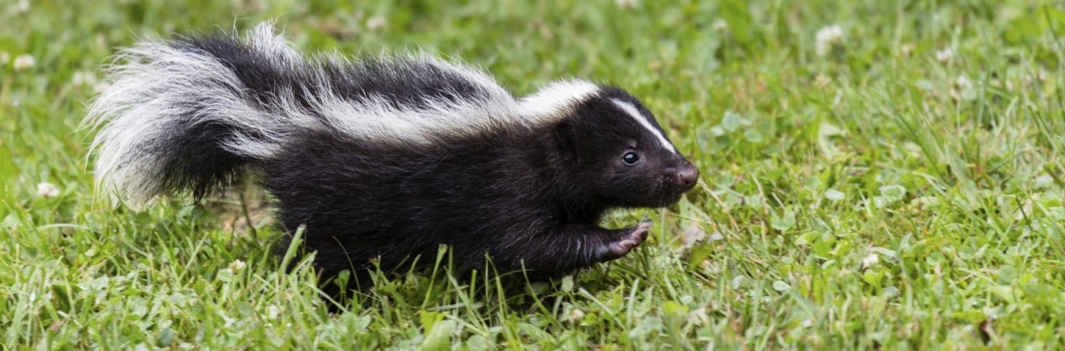 Skunk Control Service Greater Kansas City | Skunk Control in Greater ...
